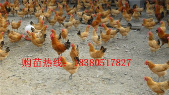 三黃雞苗市場分析 價格、廠家與養(yǎng)殖要點