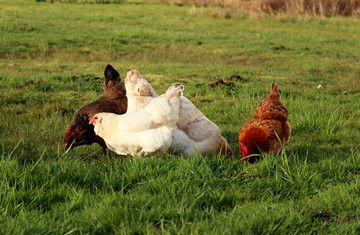 農(nóng)家散養(yǎng)雞 從自然生長到光禽屠宰與生產(chǎn)全流程解析