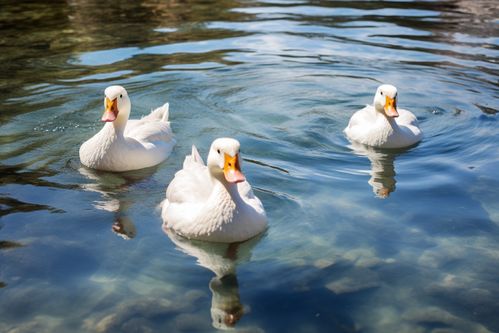 農(nóng)家生態(tài)養(yǎng)殖鴨子 家禽動物的攝影藝術(shù)