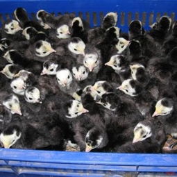 馮氏家禽養殖場 專業提供廣東火雞苗與福建火雞苗，專注光禽屠宰與生產