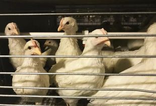 蛋黃顏色越深蛋品質越好？家禽業九大謠言揭秘，別再讓錯誤觀念害了養雞人