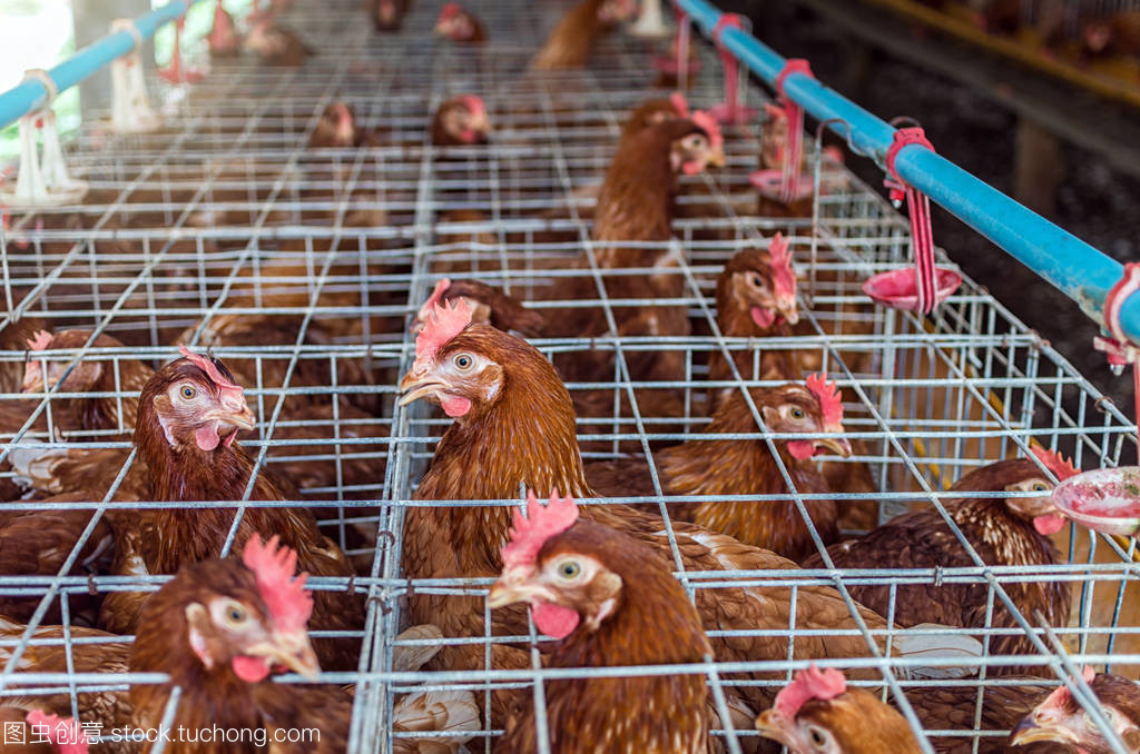 家禽農(nóng)場與家禽養(yǎng)殖 現(xiàn)代養(yǎng)殖業(yè)的實踐與挑戰(zhàn)