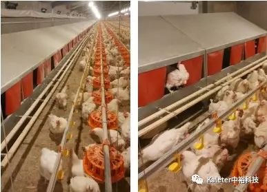 冬季蛋雞產(chǎn)蛋期飼養(yǎng)管理及中裕科技自動(dòng)/手動(dòng)產(chǎn)蛋箱的應(yīng)用