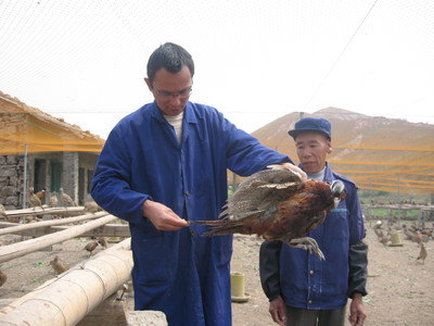 飛翔家禽養(yǎng)殖合作社 以專業(yè)養(yǎng)殖助力鄉(xiāng)村振興，打造三門特色農(nóng)業(yè)名片